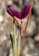 Imagem de Clarkia affinis H. & M. Lewis