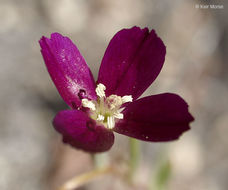 Imagem de Clarkia affinis H. & M. Lewis