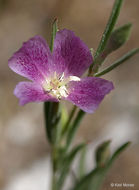 Imagem de Clarkia affinis H. & M. Lewis