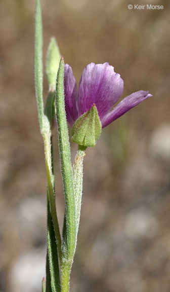 Imagem de Clarkia affinis H. & M. Lewis