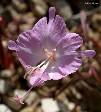 Plancia ëd Clarkia breweri (Gray) Greene