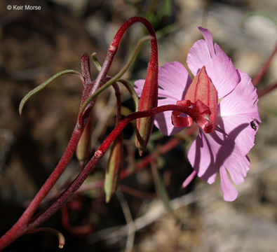 Plancia ëd Clarkia breweri (Gray) Greene