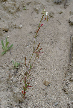 Plancia ëd Clarkia epilobioides (Nutt.) A. Nels. & J. F. Macbr.