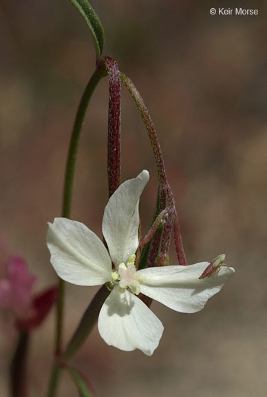 Слика од Clarkia epilobioides (Nutt.) A. Nels. & J. F. Macbr.