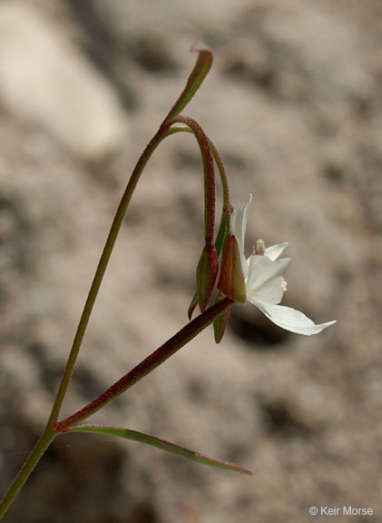 Слика од Clarkia epilobioides (Nutt.) A. Nels. & J. F. Macbr.