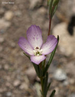 Plancia ëd Clarkia purpurea subsp. quadrivulnera (Dougl.) Lewis & Lewis