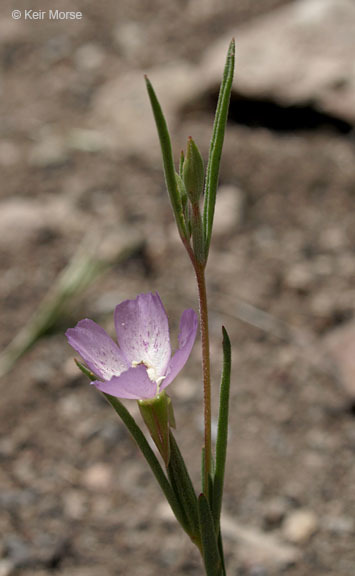 Plancia ëd Clarkia purpurea subsp. quadrivulnera (Dougl.) Lewis & Lewis