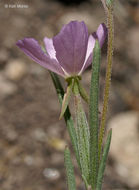 Plancia ëd Clarkia purpurea subsp. quadrivulnera (Dougl.) Lewis & Lewis