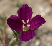 Plancia ëd Clarkia purpurea subsp. quadrivulnera (Dougl.) Lewis & Lewis