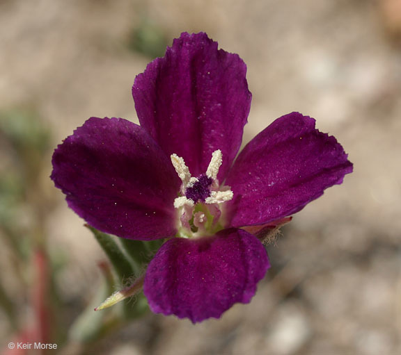 Clarkia purpurea subsp. quadrivulnera (Dougl.) Lewis & Lewis的圖片