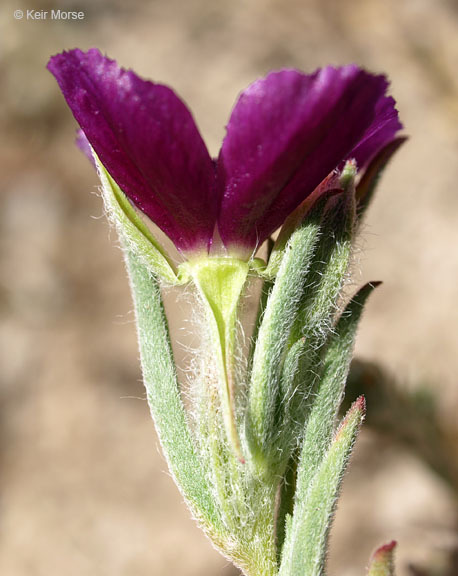 Plancia ëd Clarkia purpurea subsp. quadrivulnera (Dougl.) Lewis & Lewis