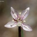 Image of Ramona clarkia