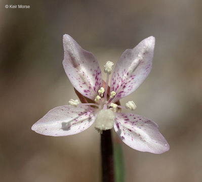 Image de Clarkia similis H. Lewis & W. R. Ernst