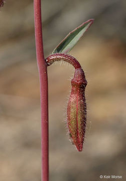 Image of elegant clarkia