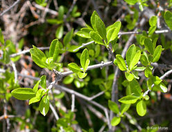 Plancia ëd Forestiera pubescens Nutt.