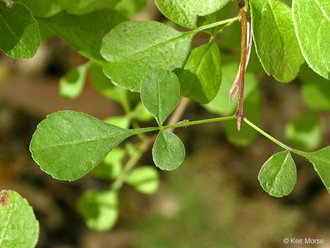 Image of California ash