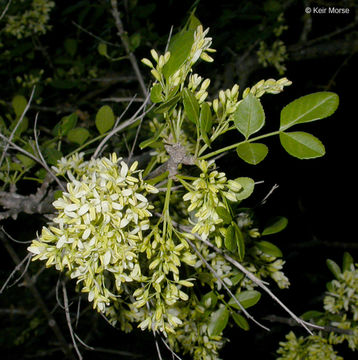 Image of California ash