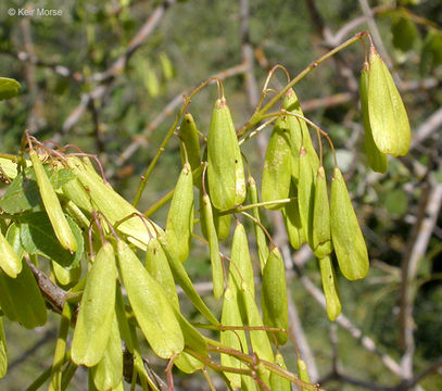 Image of California ash