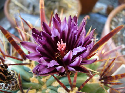 Image of <i>Ferocactus recurvus</i>