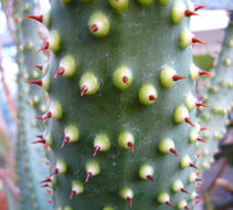 Image of Aloe aculeata Pole-Evans