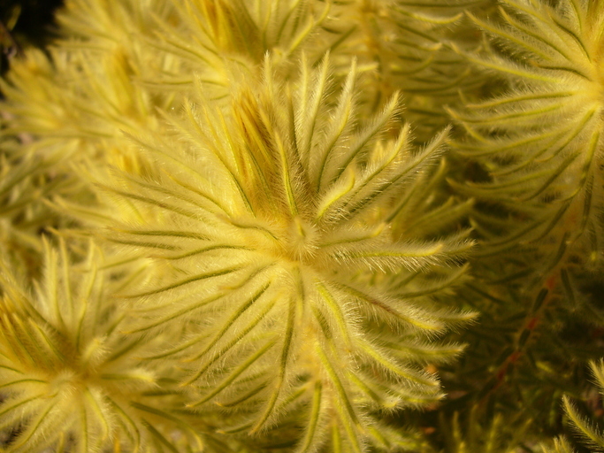 Image of Phylica pubescens Ait.