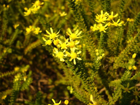 Image of Euryops virgineus (L. fil.) Less.