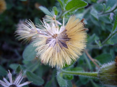 Imagem de Heterotheca sessiliflora subsp. bolanderi (A. Gray) J. C. Semple