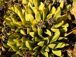 Image of <i>Machairophyllum bijlii</i>