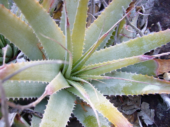 Image of Deuterocohnia longipetala (Baker) Mez