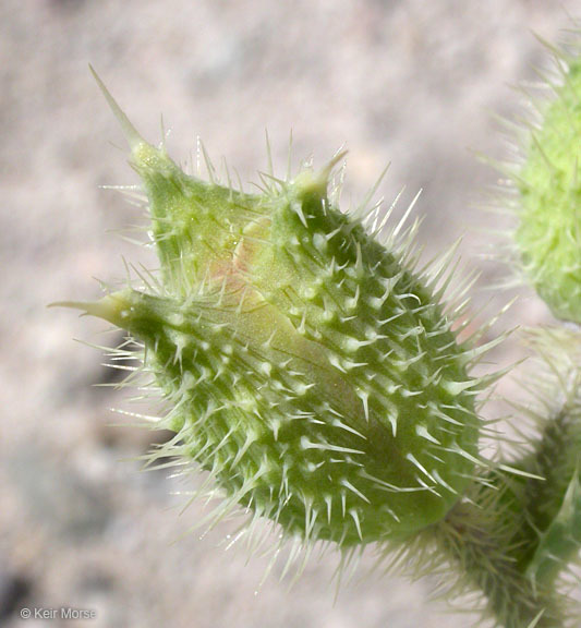 Image of flatbud pricklypoppy