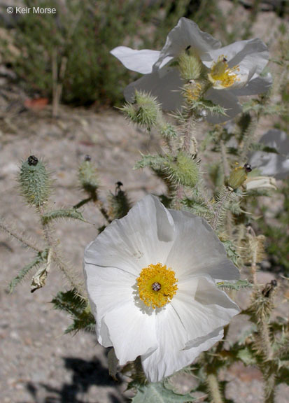 Image of flatbud pricklypoppy