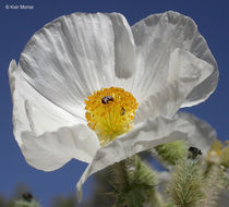 Image of flatbud pricklypoppy