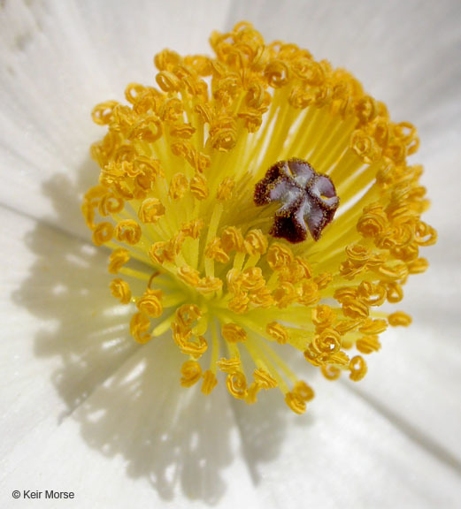 Image of flatbud pricklypoppy