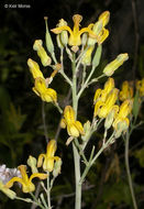 Imagem de Ehrendorferia chrysantha (Hook. & Arn.) J. Rylander