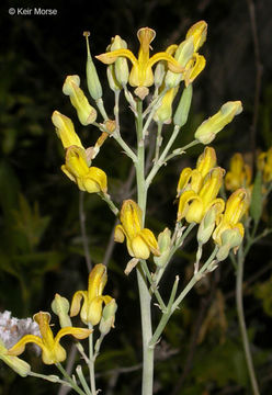 Ehrendorferia chrysantha (Hook. & Arn.) J. Rylander resmi