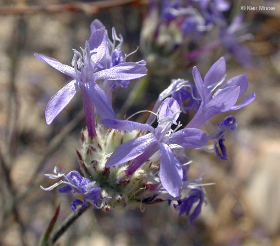 Plancia ëd <i>Eriastrum densifolium</i> ssp. <i>elongatum</i>