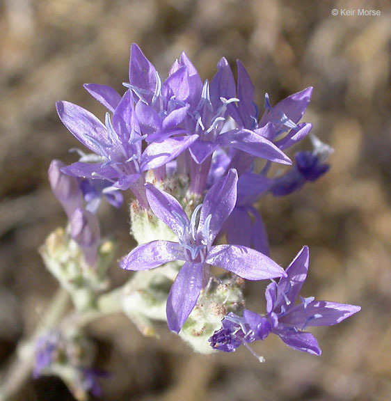 Image of <i>Eriastrum densifolium</i> ssp. <i>elongatum</i>