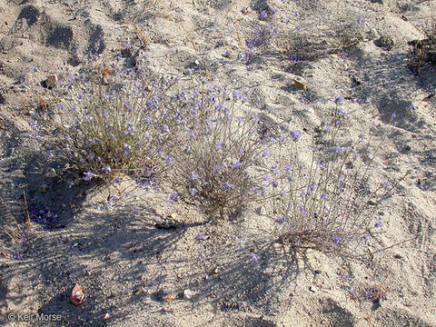 Imagem de <i>Eriastrum densifolium</i> ssp. <i>elongatum</i>