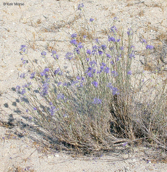 Image of <i>Eriastrum densifolium</i> ssp. <i>elongatum</i>