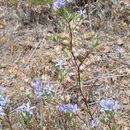 Plancia ëd Eriastrum virgatum (Benth.) Mason