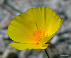 Image of tufted poppy