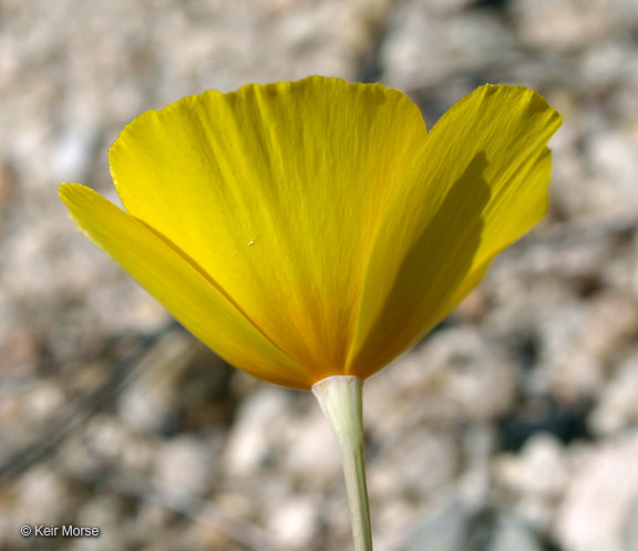 Image of tufted poppy