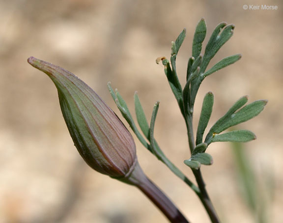 Image of tufted poppy