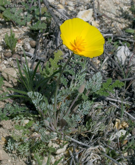 Image of tufted poppy