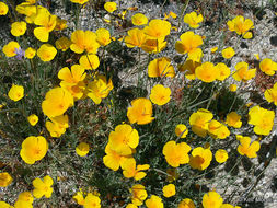 Image of tufted poppy