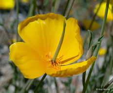 Image of tufted poppy