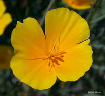 Image of tufted poppy