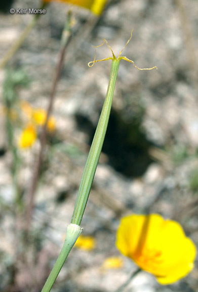 Image of tufted poppy