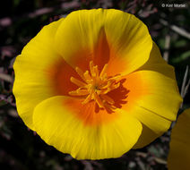 Imagem de Eschscholzia californica Cham.