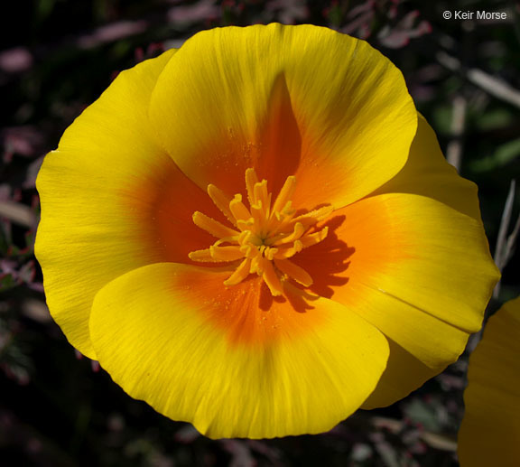 Image of California poppy